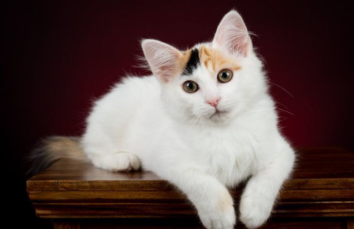 кошка, турецкий ван