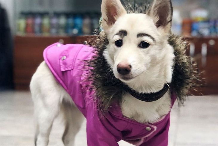 Собака из Братска стала звездой популярного ток-шоу 