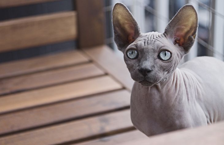 кошка, сфинкс