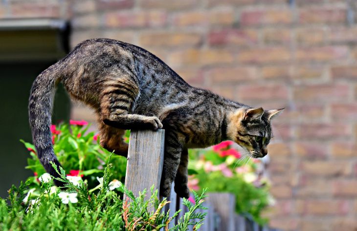 кошка