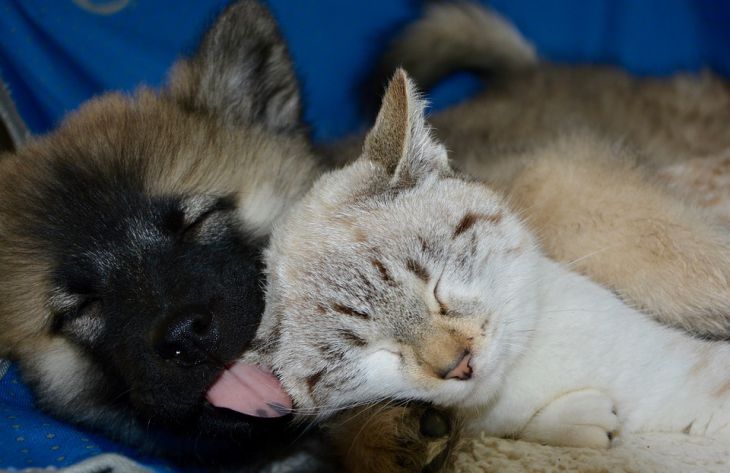 животные, котенок, щенок