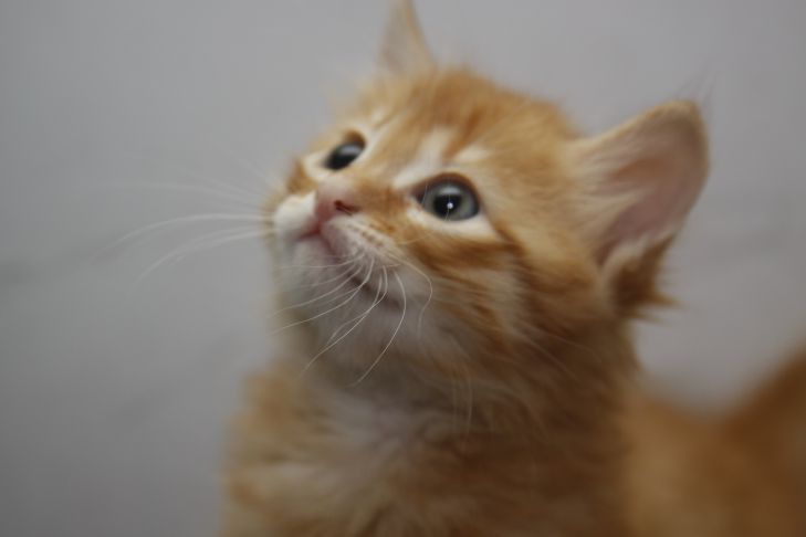 котенок