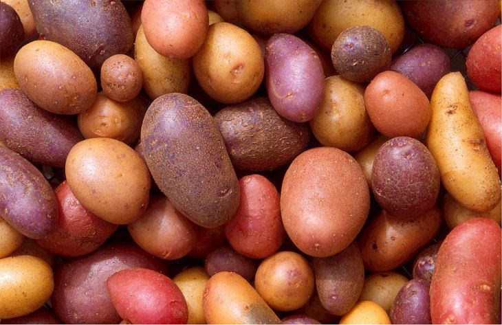 Ученые выявили необычные свойства картофеля