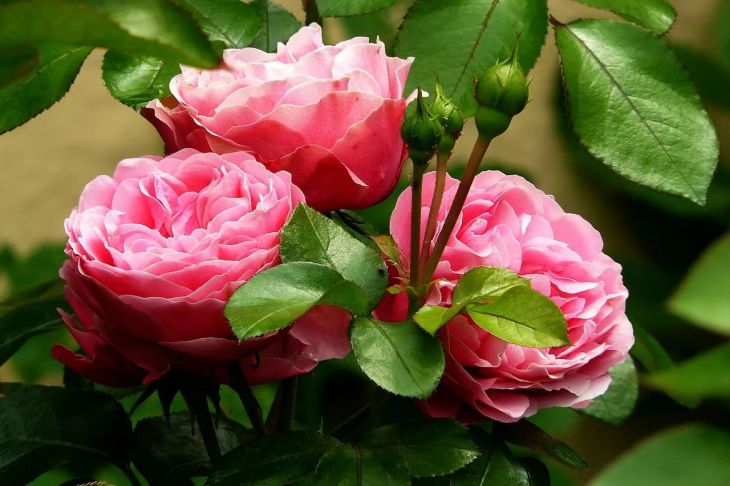 Почвопокровные розы: что надо знать о выращивании
