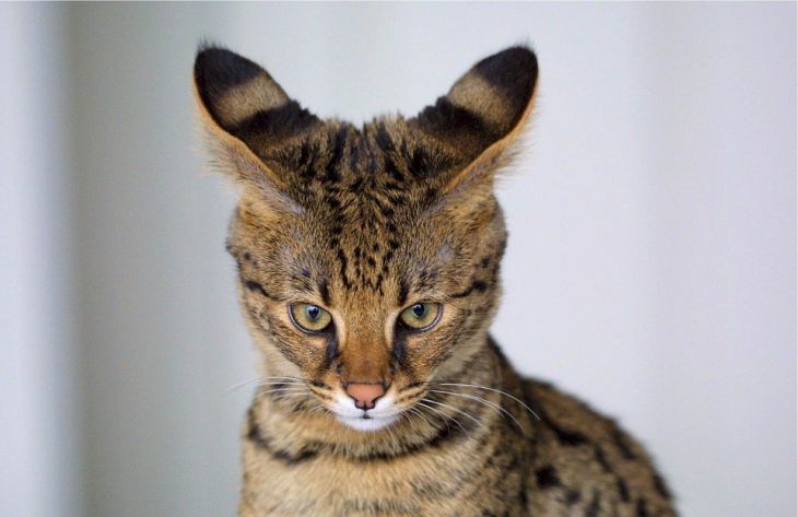 кошка, саванна